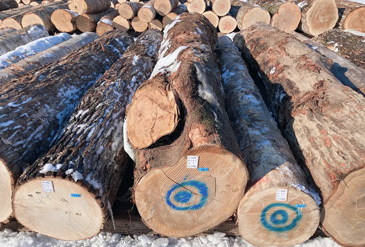 並べられた丸太