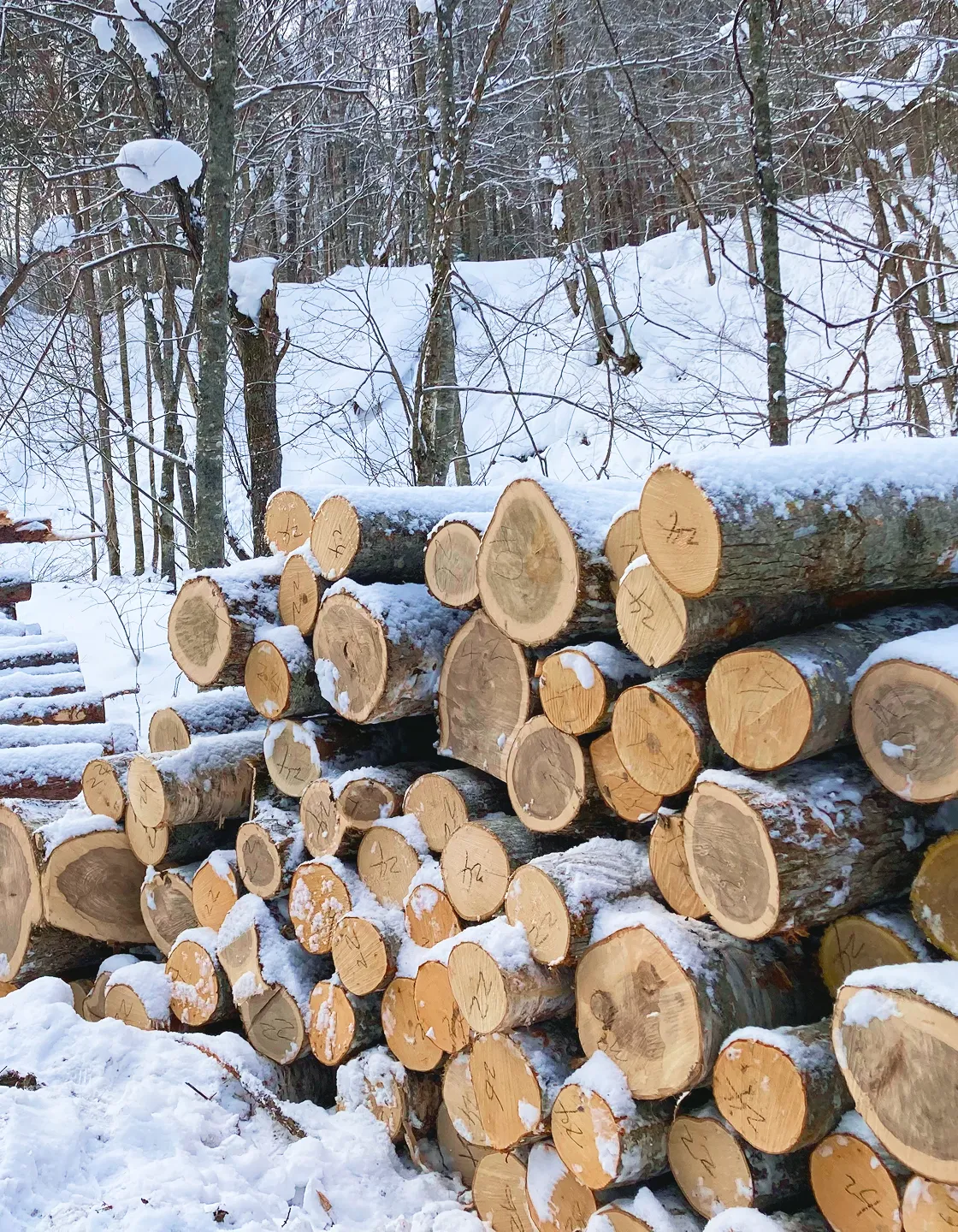 雪を被った丸太