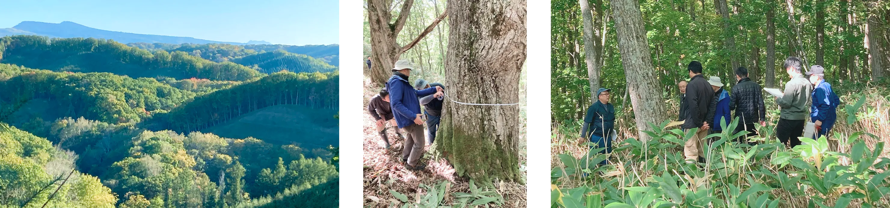 北海道産広葉樹活用プロジェクトのイメージ3つ