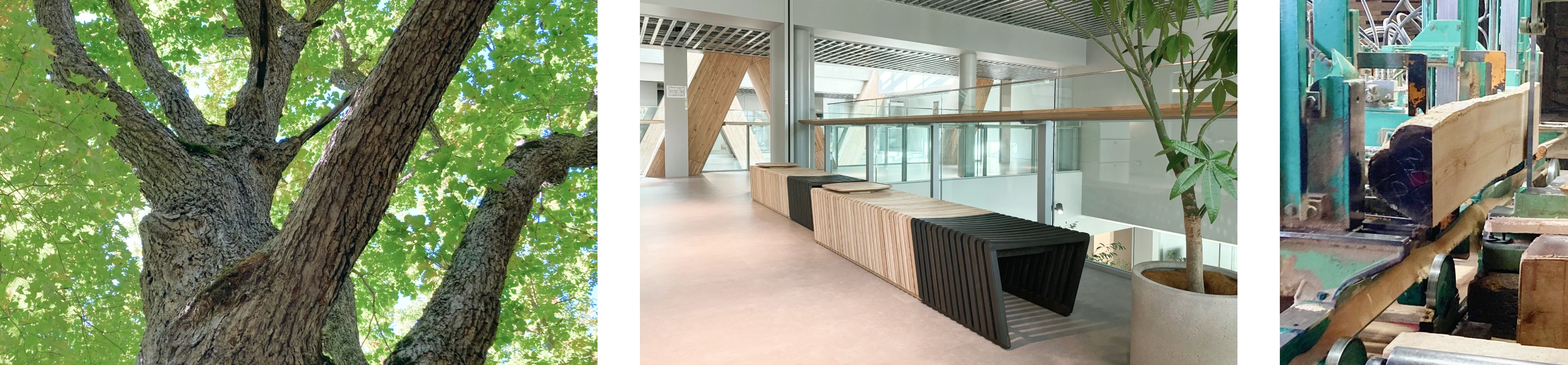 北海道産広葉樹活用プロジェクトのイメージ3つ