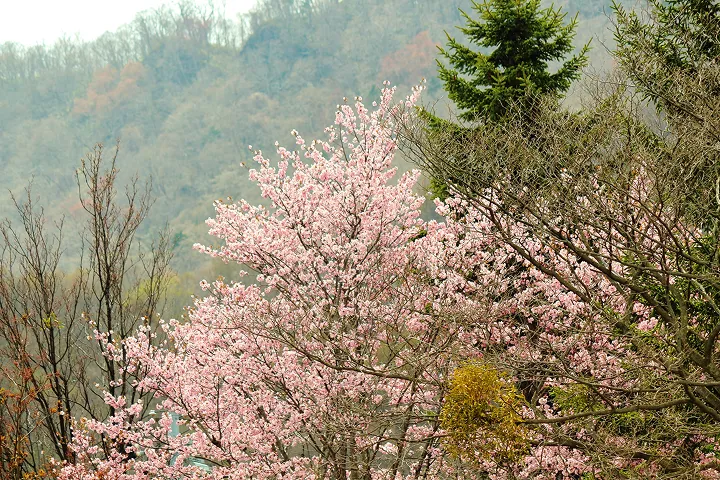 エゾヤマザクラ