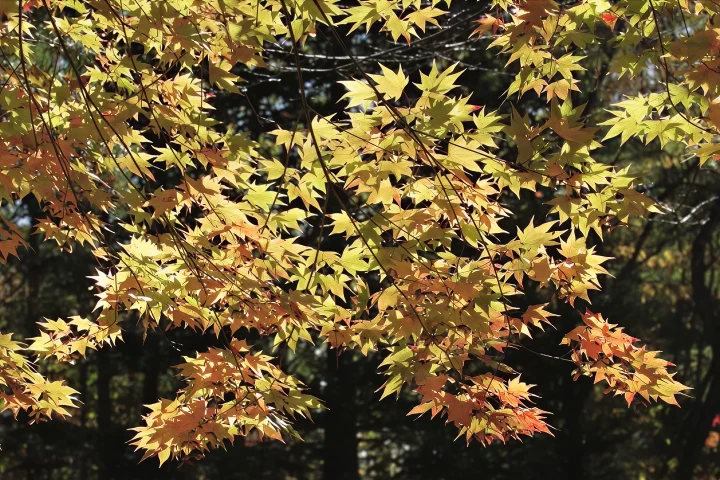 イタヤカエデ