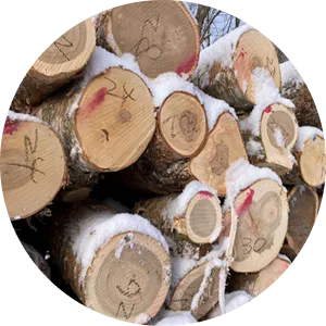 丸太（チップ用）